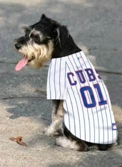 Chicago Cubs Pinstripe Dog Jersey -Hockey Store media ef6f383e 1849 4c5d 9185 f95690d4731b